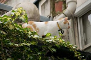 Le collier pour chat Eyenimal vous fait voir la vie des animaux