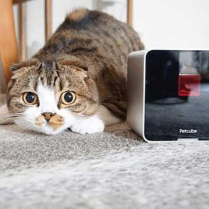 caméra petcube chien chat domestique