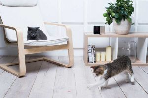 La caméra Petcube permet de jouer avec son chien ou chat à distance