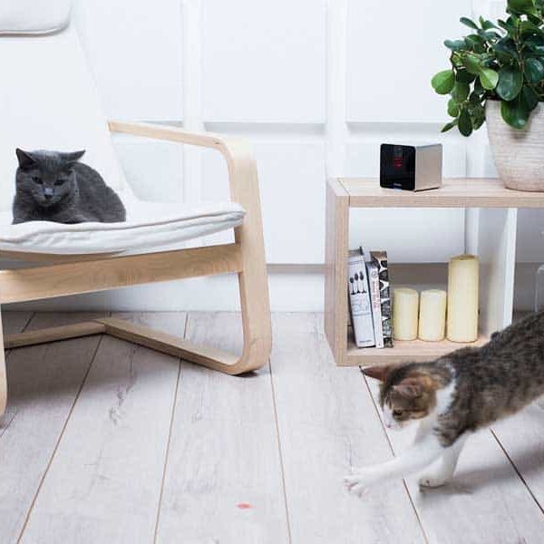 La caméra Petcube permet de jouer avec son chien ou chat à distance