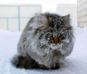 chat d'extérieur a froid